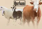 Khwab mein Qurbani Karna Dekhna Ki Tabeer in Urdu