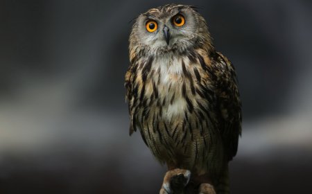 Khwab mein Ullu Dekhna