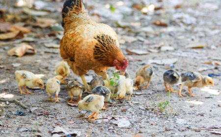 Khwab mein Murgi Dekhna