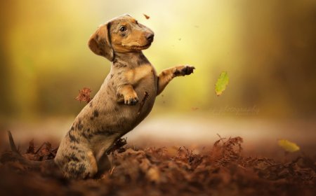 Khwab mein Kutta Dekhnay ki Tabeer in Urdu