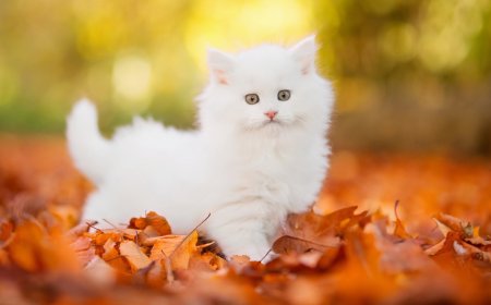 Khwab Mein Billi Dekhnay Ki Tabeer in Urdu