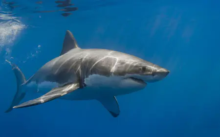 Khwab mein Machli Fish Dekhna ki Tabeer in Urdu
