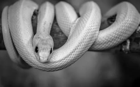 Khwab mein Saanp Dekhna ki Tabeer in Urdu