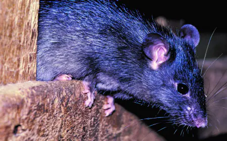 Khwab mein Chuha Dekhna ki Tabeer in Urdu