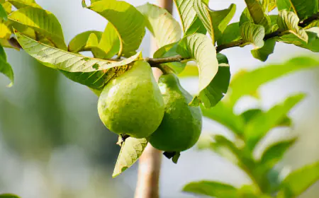Khwab Mein Amrood Dekhna ki Tabeer in Urdu