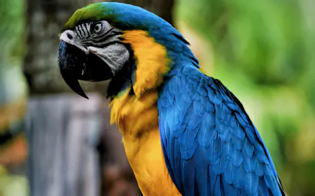 Khwab mein Toti Ya Tota Dekhna Ki Tabeer in Urdu