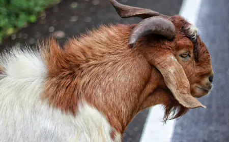 Khwab mein Bakri Bakra Dekhna Ki Tabeer in Urdu