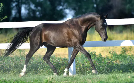 Khwab mein Ghora Horse Dekhna ki Tabeer in Urdu