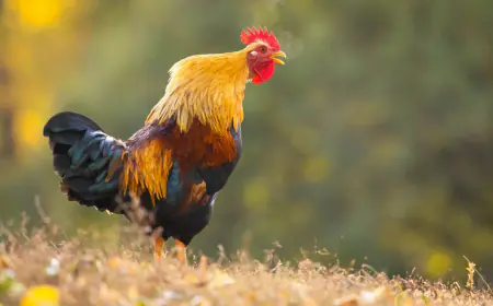 Khwab mein Murgha Dekhna Ki Tabeer in Urdu