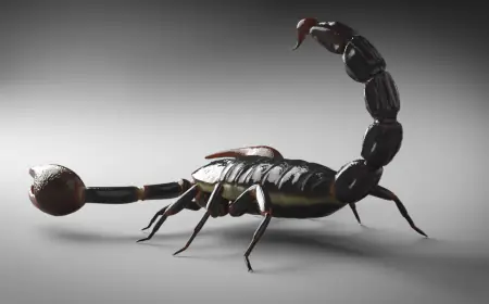 Khwab mein Bichoo Dekhna Ki Tabeer in Urdu