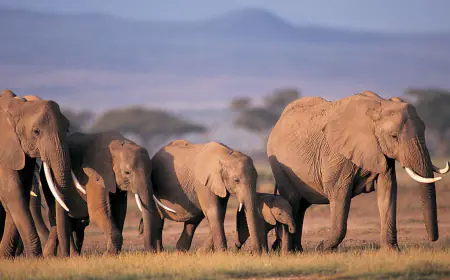 Khwab mein Hathi Dekhna Ki Tabeer in Urdu