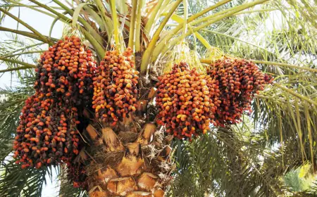 Khwab mein Khajoor Khurma Dekhna Ki Tabeer in Urdu