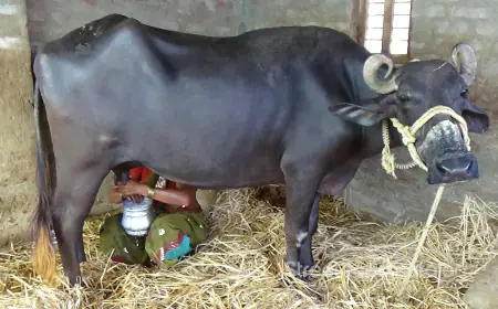 Khwab Mein Bhains Dekhna Tabeer in Urdu