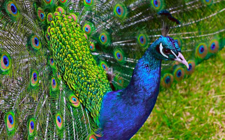 Khwab mein Moor Peacock Dekhna Ki Tabeer in Urdu