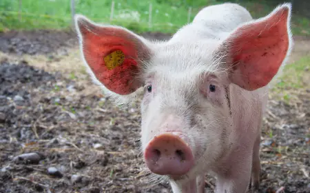 Khwab mein Suar Pig Dekhna Ki Tabeer in Urdu