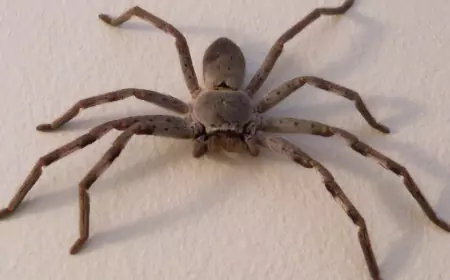 Khwab mein Makri Dekhna Ki Tabeer in Urdu