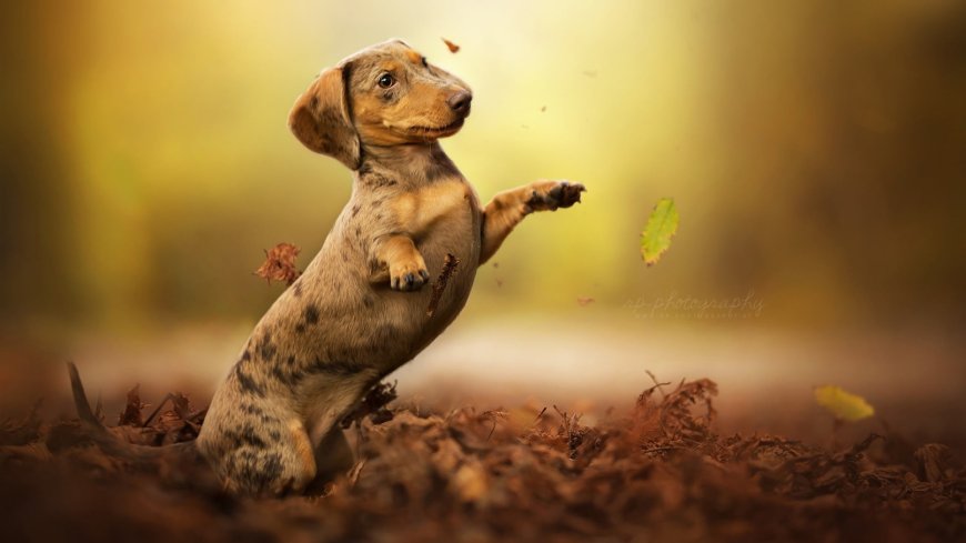 Khwab mein Kutta Dekhnay ki Tabeer in Urdu