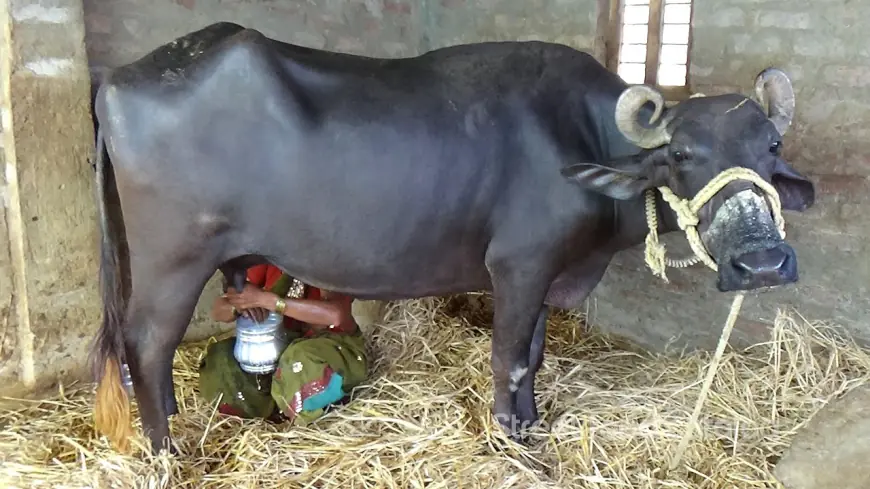 Khwab Mein Bhains Dekhna Tabeer in Urdu