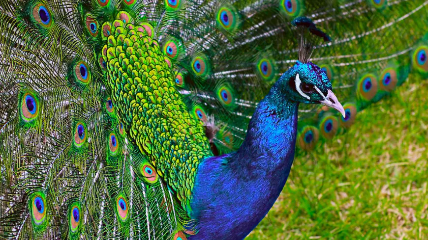 Khwab mein Moor Peacock Dekhna Ki Tabeer in Urdu