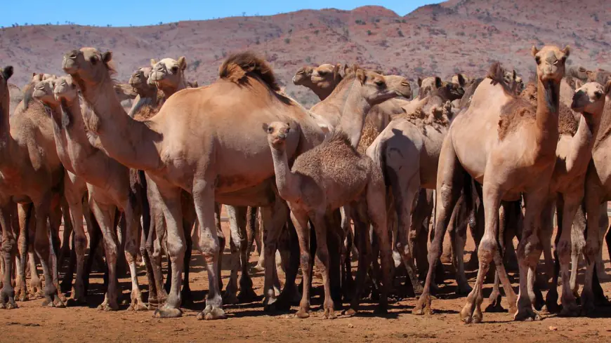 Khwab mein Oont Camel Dekhna Ki Tabeer in Urdu