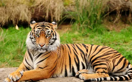 Khwab mein Cheetah Dekhna Ki Tabeer in Urdu