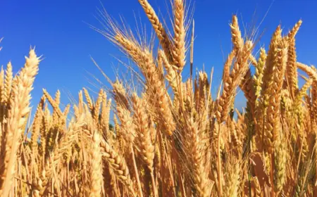 Khwab mein Gandum Dekhna Ki Tabeer in Urdu