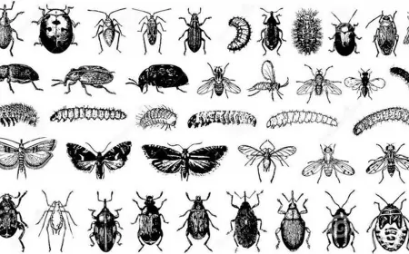 Khwab mein Kiray Makoray Dekhna Ki Tabeer in Urdu