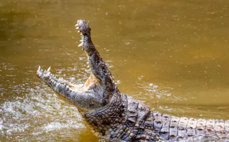 Khwab mein MagarMach Dekhna Ki Tabeer in Urdu
