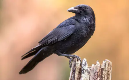 Khwab mein Kawa Dekhna Ki Tabeer in Urdu