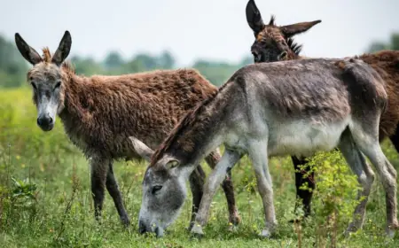 Khwab mein Gadha Dekhna Ki Tabeer in Urdu