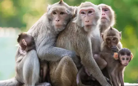 Khwab mein Bandar Dekhna Ki Tabeer in Urdu