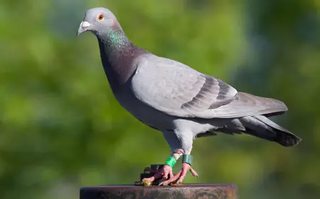 Khwab mein Kabotar Dekhna Ki Tabeer in Urdu