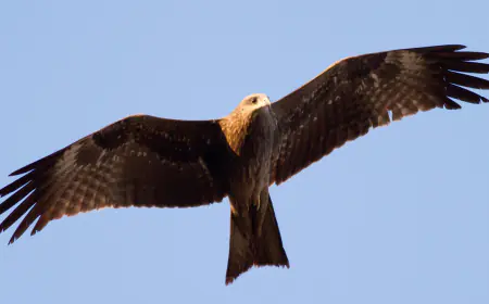Khwab mein Cheel Dekhna Ki Tabeer in Urdu