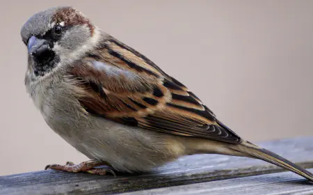 Khwab mein Chirya Dekhna Ki Tabeer in Urdu