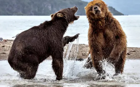 Khwab mein Reech Dekhna Ki Tabeer in Urdu