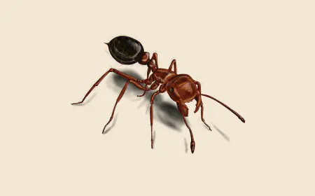 Khwab Mein Chuntiyan Dekhna ki Tabeer in Urdu