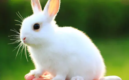 Khwab mein Khargosh Dekhna Ki Tabeer in Urdu