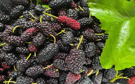 Khwab mein Shahtoot Dekhna Ki Tabeer in Urdu