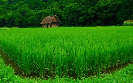 Khwab mein Sabzah Dekhna Ki Tabeer in Urdu