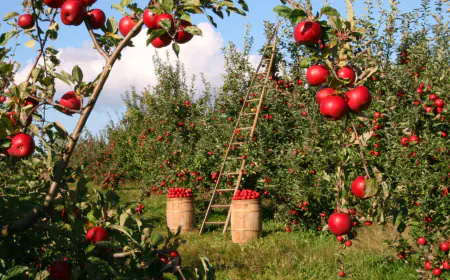 Khwab mein Bagh Dekhna Ki Tabeer in Urdu