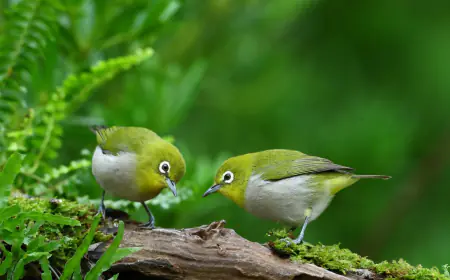 Khwab mein Parinda Dekhna Ki Tabeer in Urdu