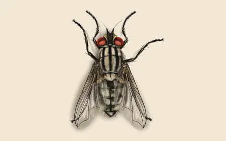 Khwab mein Makhi Dekhna Ki Tabeer in Urdu