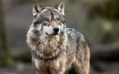 Khwab mein Bhediya Dekhna Ki Tabeer in Urdu