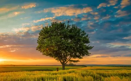 Khwab mein Darakht Dekhna Ki Tabeer in Urdu