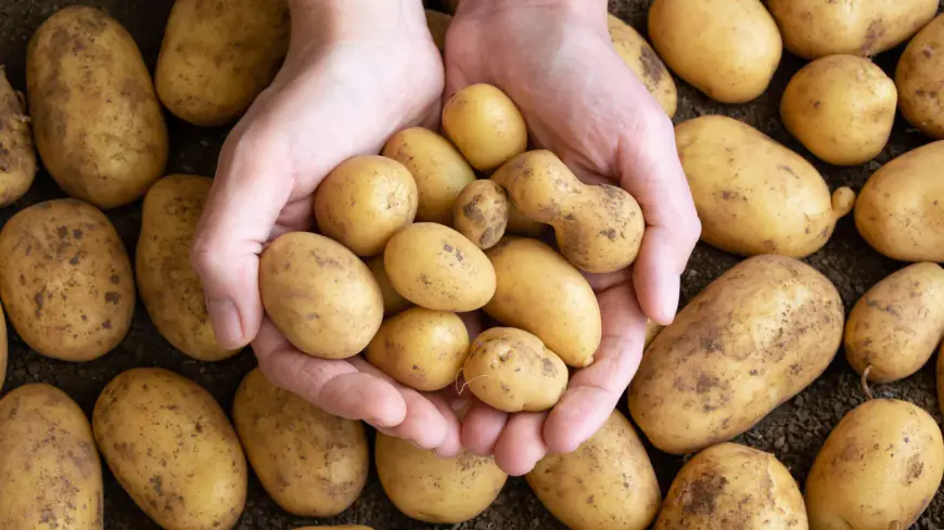 Khwab mein Aaloo Potato Dekhna Ki Tabeer in Urdu