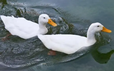 Khwab mein Batakh Dekhna Ki Tabeer in Urdu