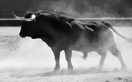 Khwab mein Bail Ox Dekhna Ki Tabeer in Urdu