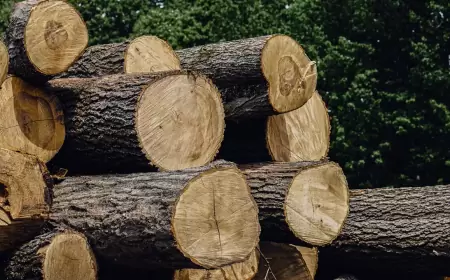 Khwab mein Lakri Dekhna Ki Tabeer in Urdu