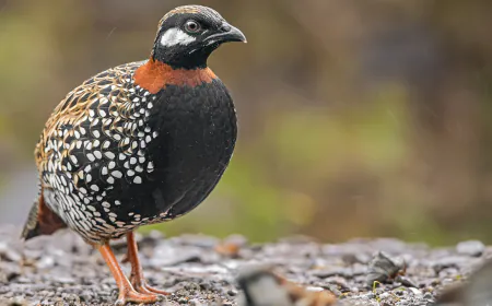 Khwab mein Teetar Dekhna Ki Tabeer in Urdu
