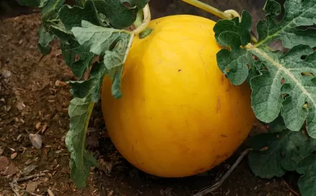 Khwab mein Kharbooza Dekhna Ki Tabeer in Urdu